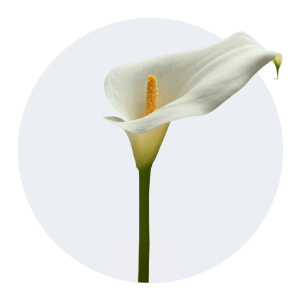 Elegante weiße Calla mit leicht gebogener Blüte und gelbem Blütenkolben, aufrecht stehend vor hellem Hintergrund