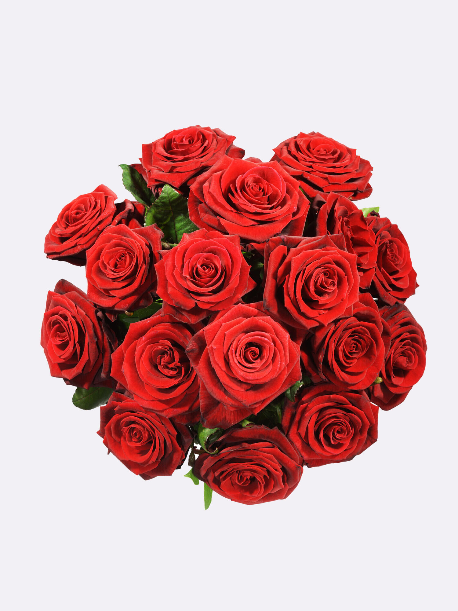 Rote Rosen  - Hauptblüte: Rosen - Hauptfarbe: Rot