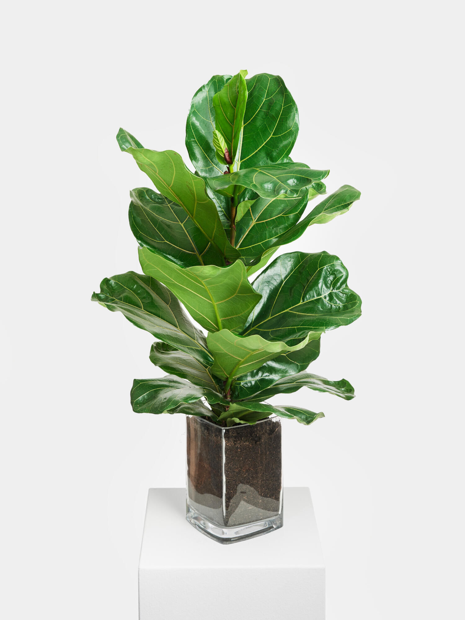 Fiddle-Leaf Fig in Vase