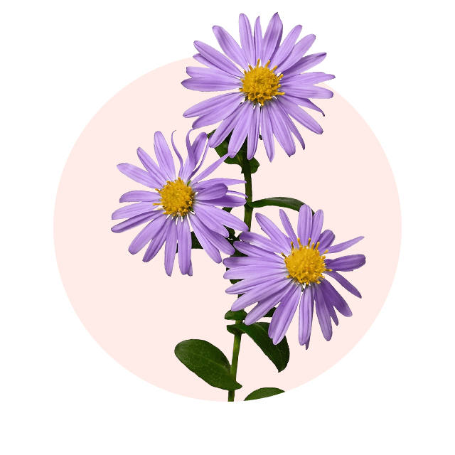 Lila Herbstastern mit gelber Mitte, typische Oktober Blumen und beliebte Herbstblüher