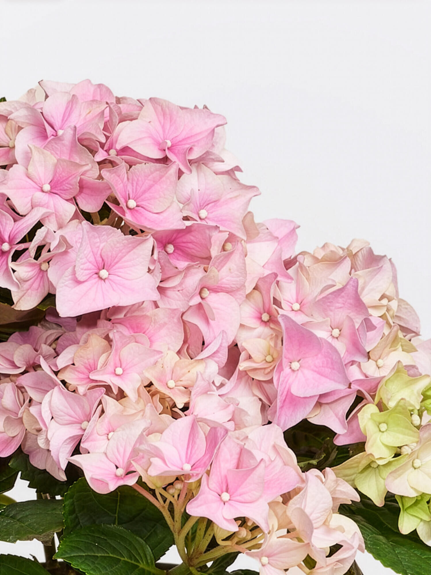 Much Love for Mother's Day - Main Colors: ROSE - Main Flowers: HYDRANGEA