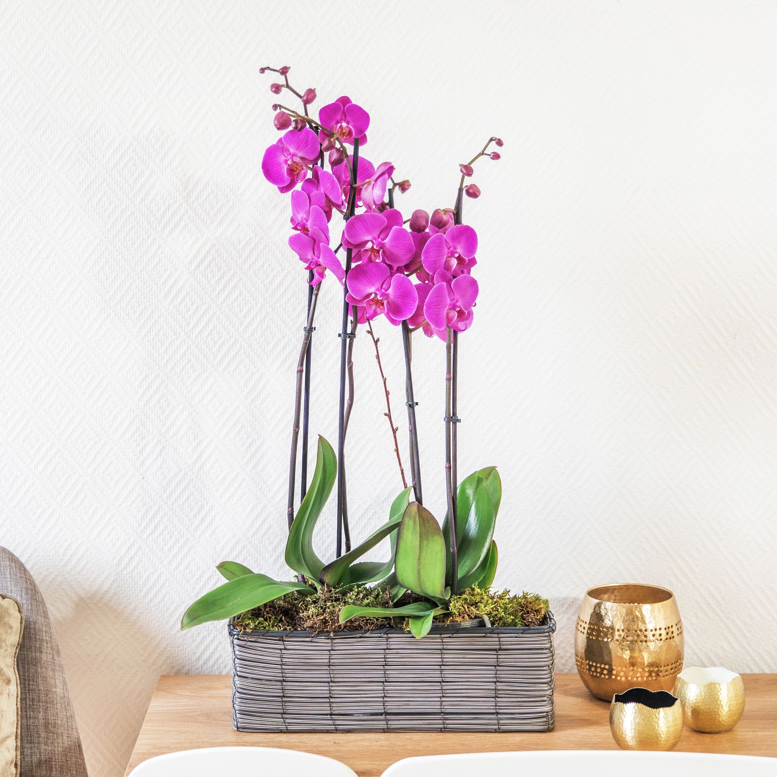 Two purple orchid composition