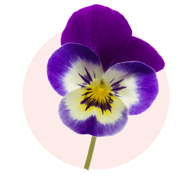 Lila-gelbes Stiefmütterchen als typische Oktober Blume und farbenfroher Herbstblüher
