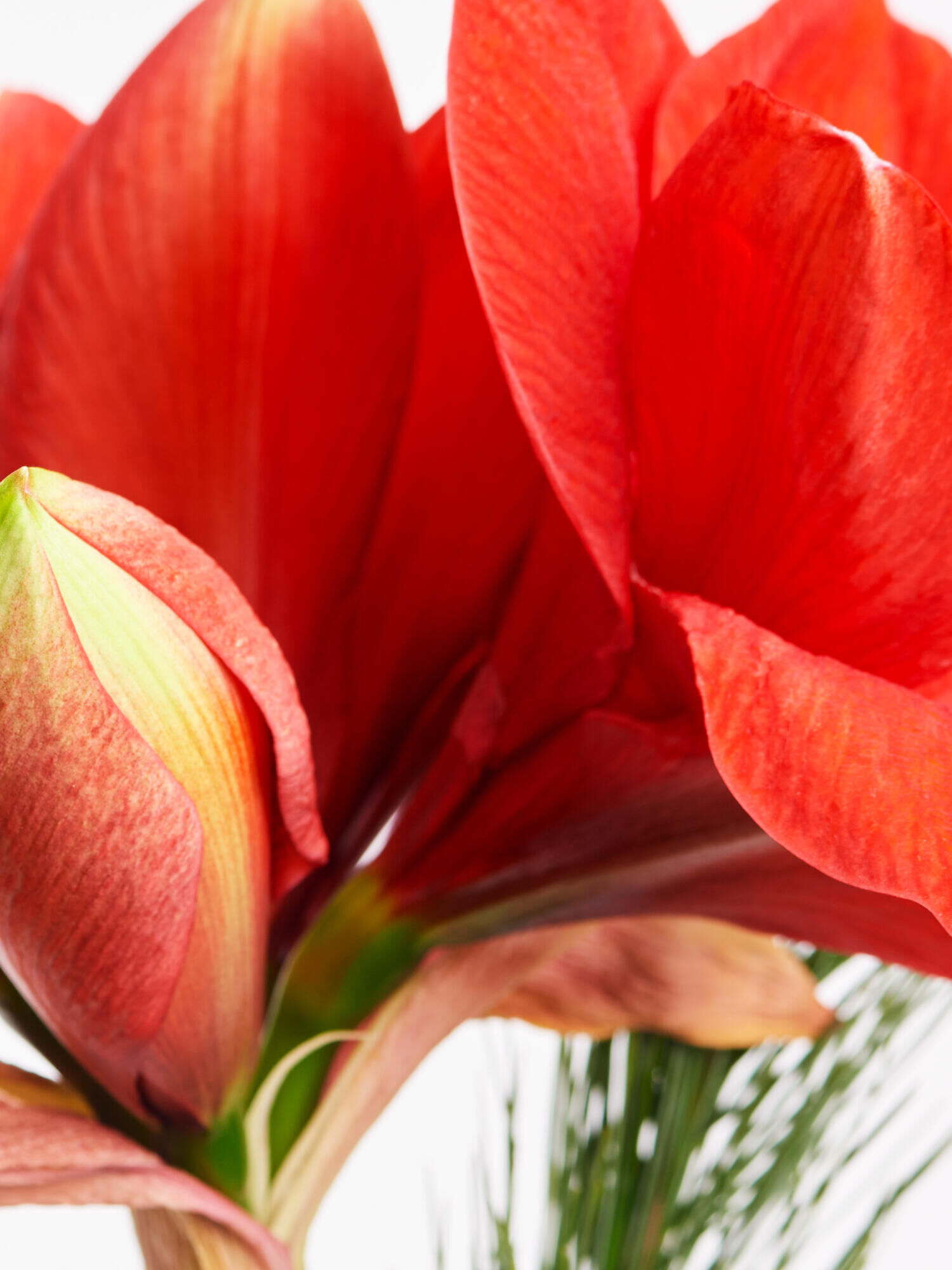 Happy Santa - Hauptblüte: Amaryllis - Hauptfarbe: Rot