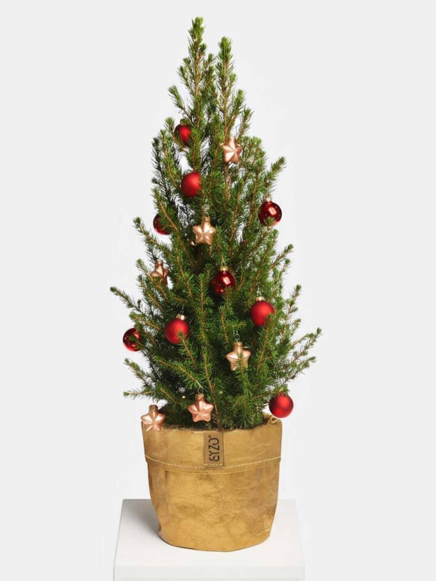 Weihnachtsglöckchen Weihnachtsglöckchen