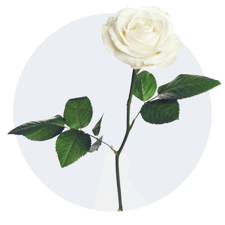 Weiße Rose mit zart geöffneten Blütenblättern und mehreren dunkelgrünen Blättern am langen Stiel vor grauem Hintergrund