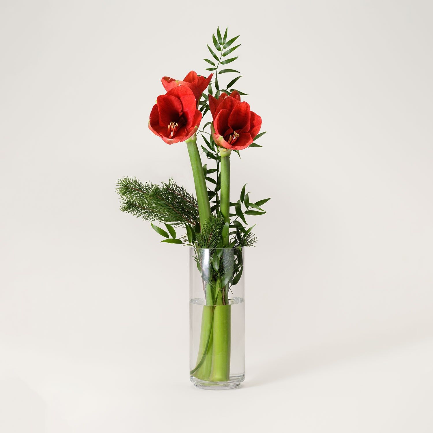 Joyful Christmas Amaryllis