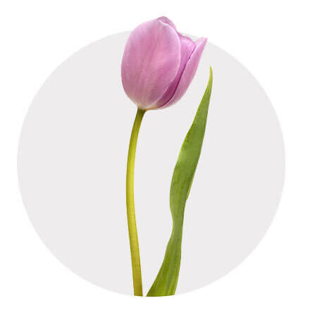 Blüte einer rosafarbenen Tulpe
