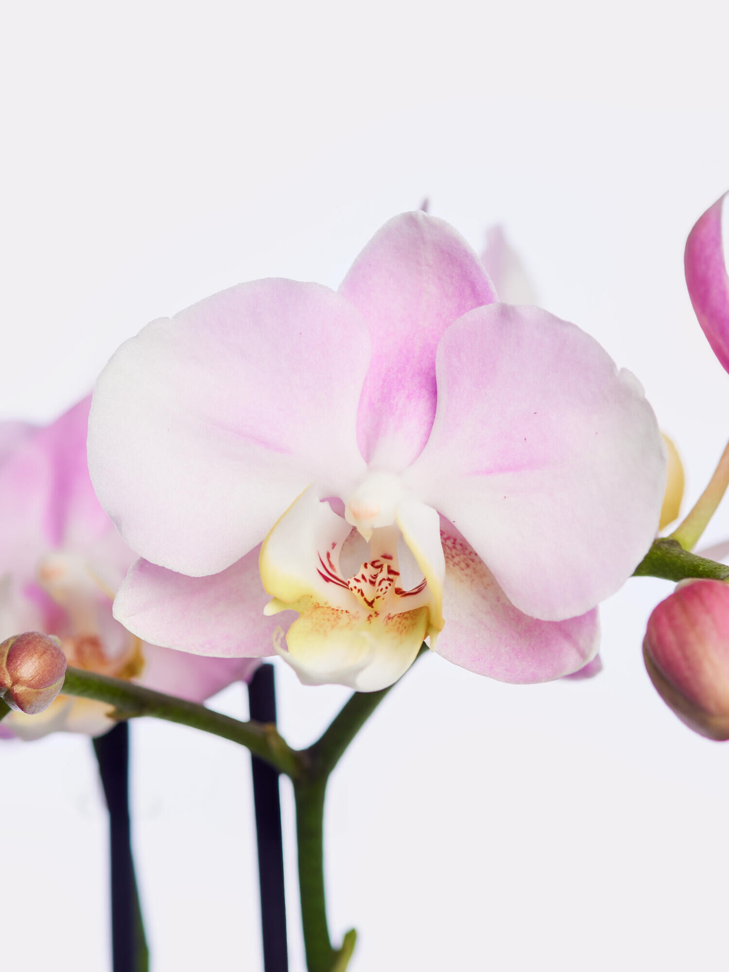 Phalaenopsis