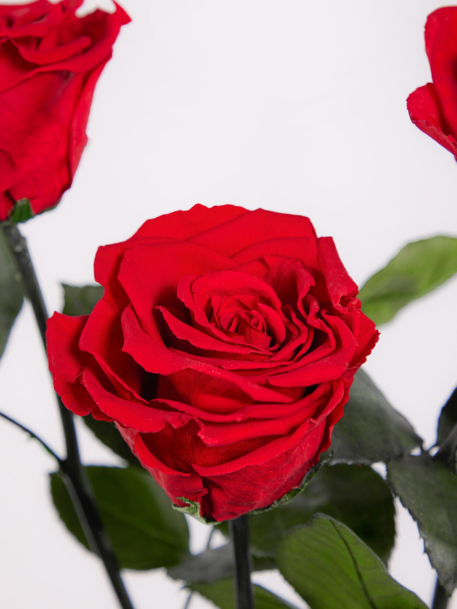 Infinity Rosen: Ewige Liebe - Hauptblüte: Rosen - Hauptfarbe: Rot