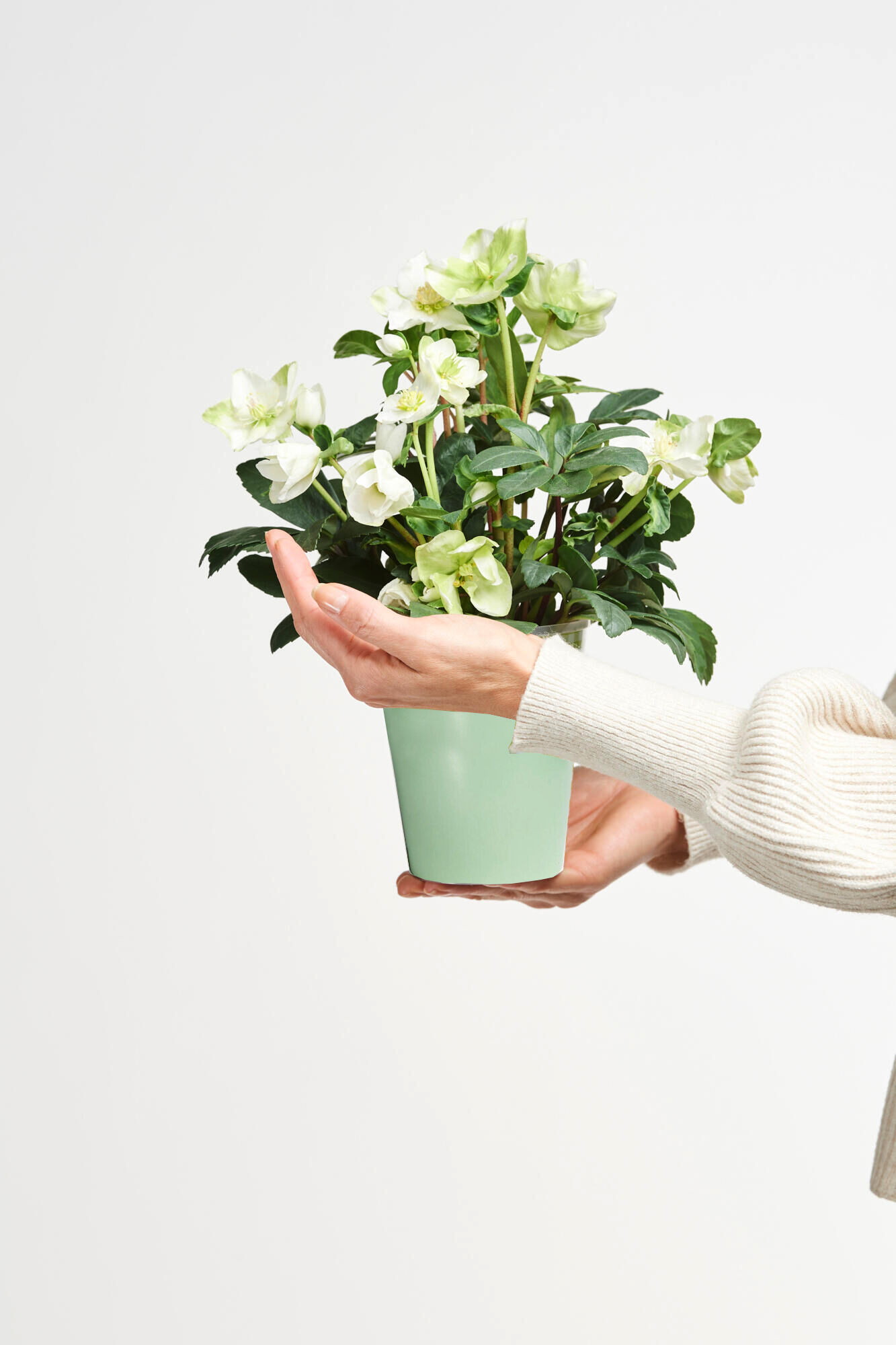 Christrose im Topf - Hauptfarbe: Weiß