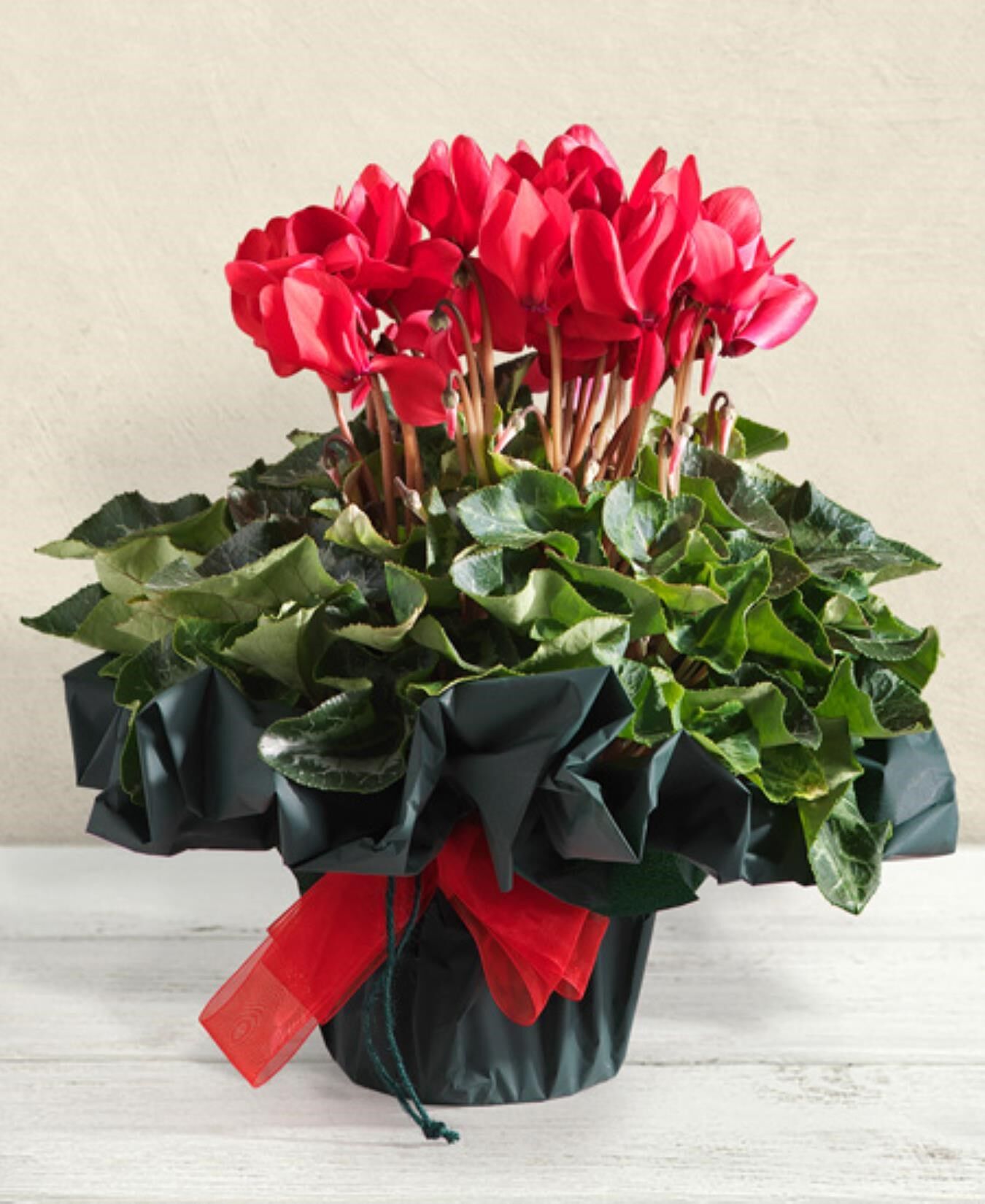 Red Cyclamen plant