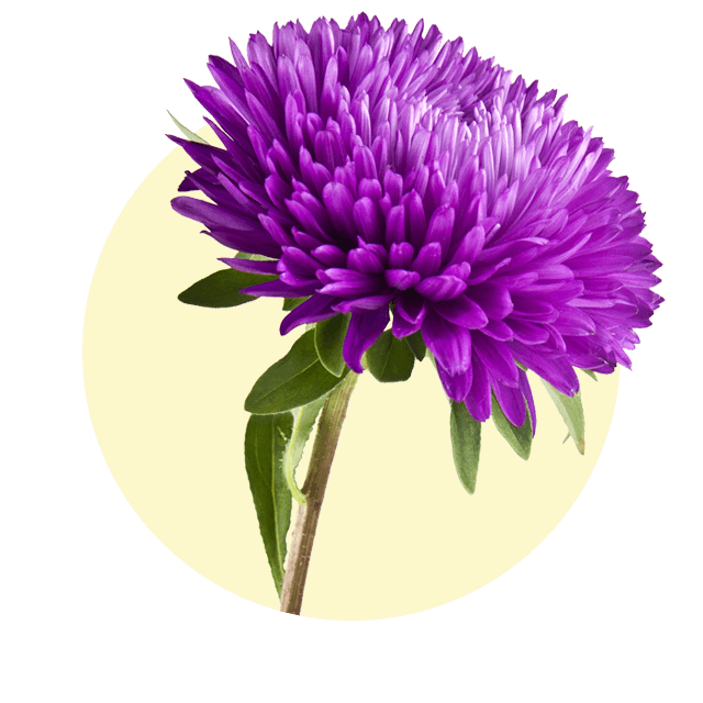 Kräftig violette Sommerasterblüte mit dicht gefülltem Blütenkopf vor hellem Hintergrund.