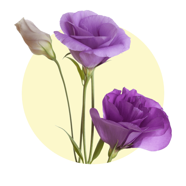 Lila Eustoma-Blüten mit geschlossener Knospe vor hellem Hintergrund.